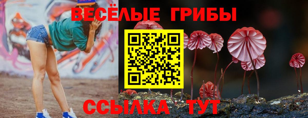 Галлюциногенные грибы Psilocybe  Вход с VPN  хочу наркоту  Шали  Псилоцибиновые грибы прущие грибы 